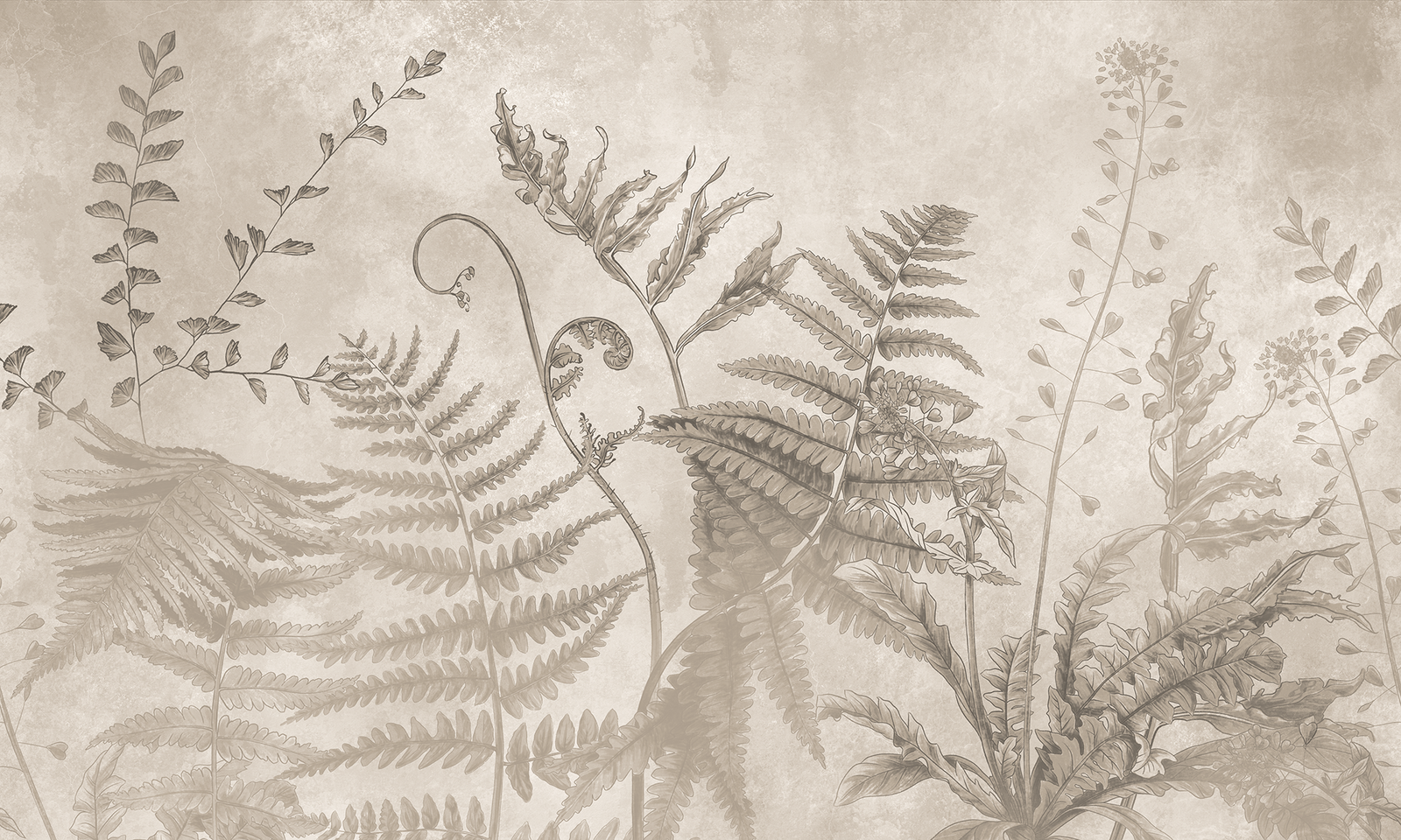 whispers of ferns 1 cat